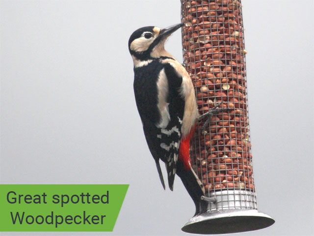 Greater spotted Woodpecker