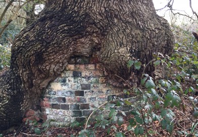Bulstrode Camp old oak with brick support