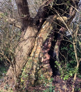 Bulstrode Camp old oak with brick support