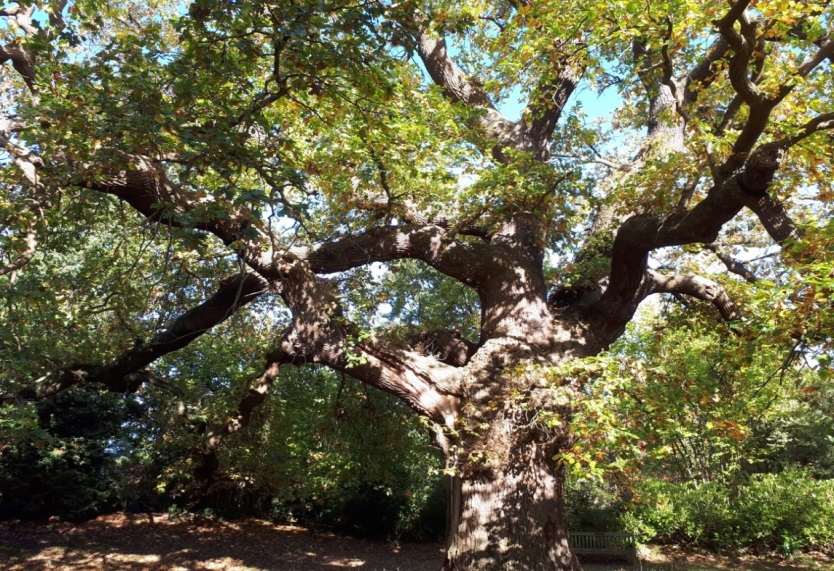 Six hundred years old oak (Quercus sp.), Stoke Poges Memorial Gardens
